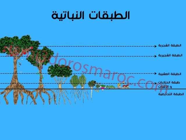 تقنية التطبق العمودي للنباتات