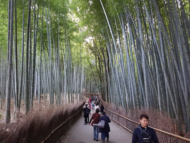 kyoto arashiyama bamboo grove