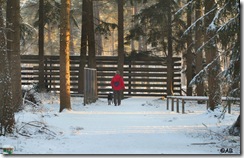wilduitkijkpunt Millelamel Park Hoge Veluwe