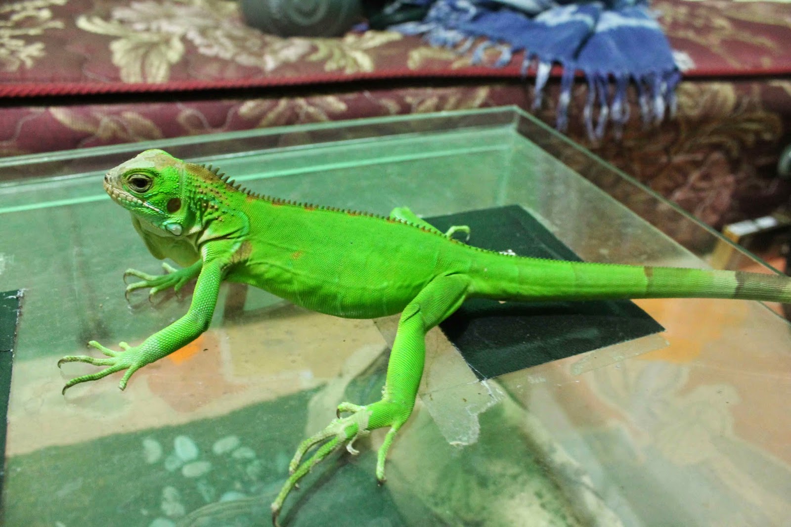 iguana jogja