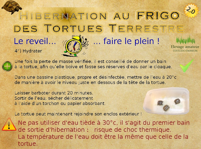 Hibernation frigo tortues