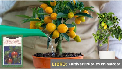 Cultivar Frutales en Maceta