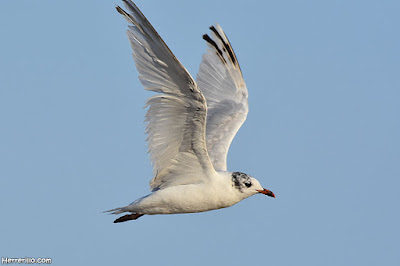 Gaviota cabecinegra (Ichthyaetus melanocephalus)