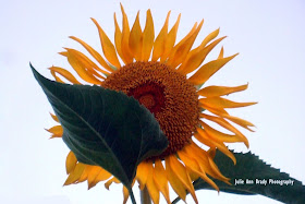 Julie Ann Brady - Russian Mammoth Sunflower - June 20, 2018