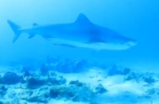 http://www.dailytelegraph.com.au/entertainment/television/sunday-night-reporter-rahni-sadler-describes-the-swim-that-changed-her-mind-about-sharks/story-fni0cc2c-1227565173008