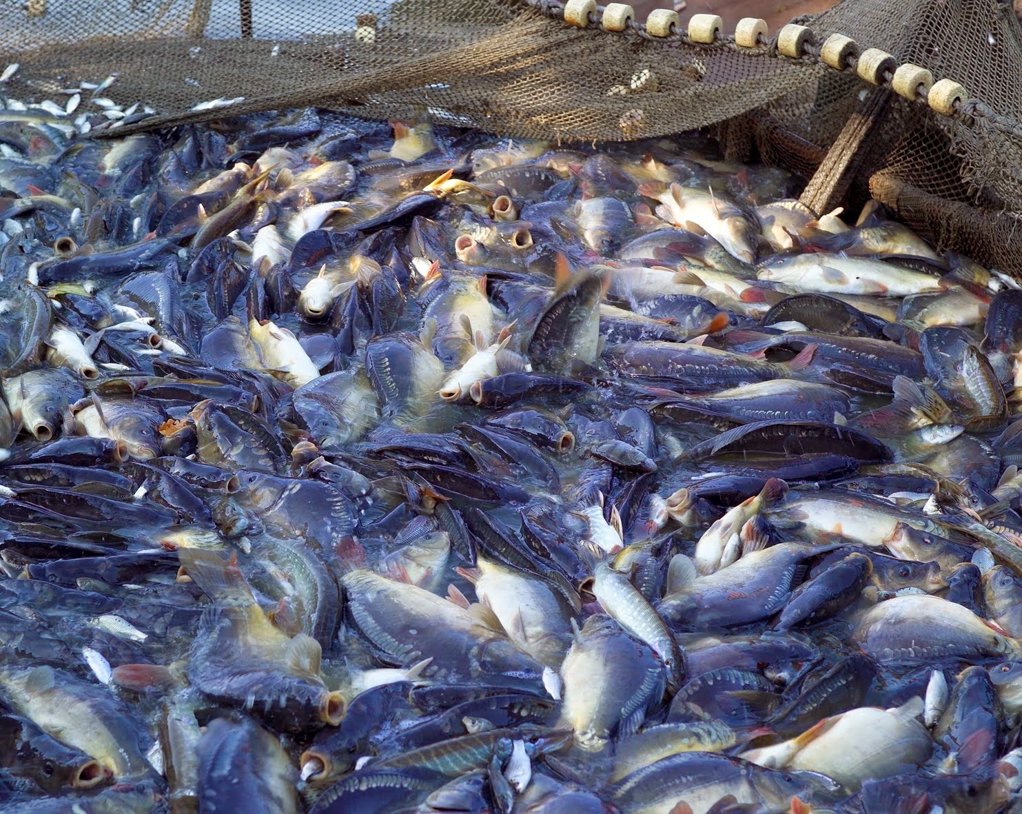 Gambar Ikan Laut  Dunia Binatang 