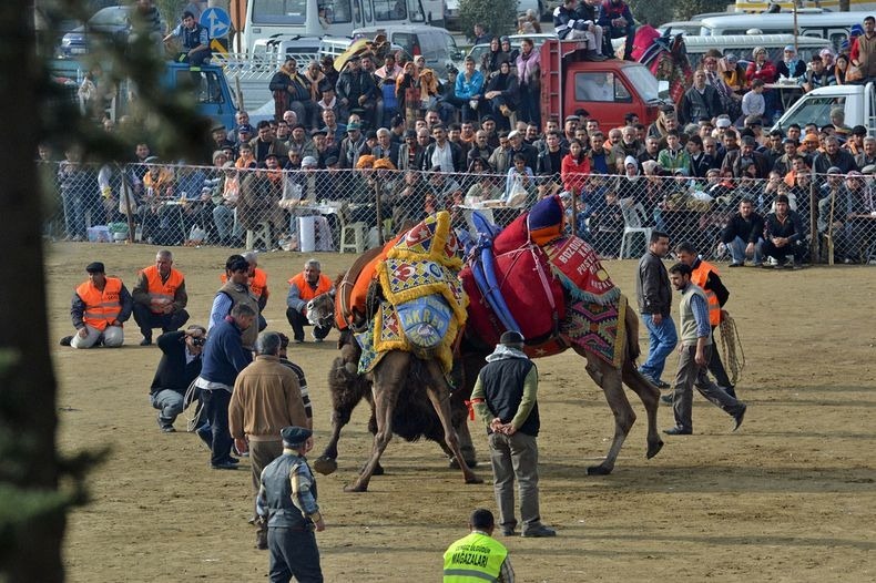 camel-wrestling-1 camel-wrestling-1