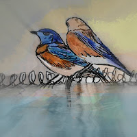 DAILY SKETCH - WESTERN BLUEBIRDS