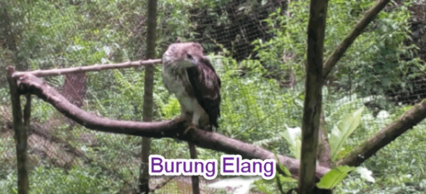  Penyebab utama berkurangnya populasi burung elang jawa tersebut antara lain karena kerusa Konservasi Elang di Halimun Salak