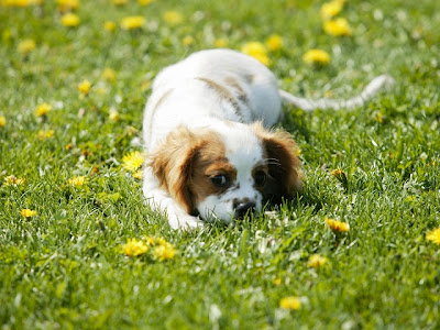 American Foxhound Dog Picture