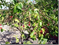 acerola