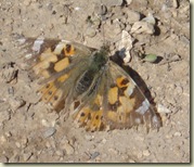 moth crop_1