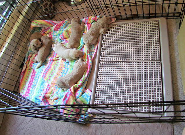 ... potty spot very early in life, it helps them to learn clean habits