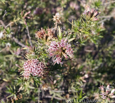 flora nativa Tola