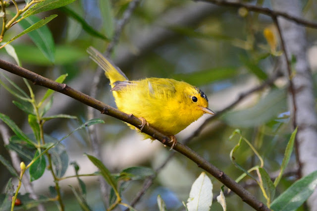 Cardelina pusilla