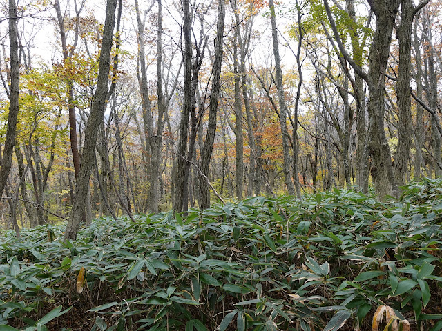 大休峠への道で大山の紅葉の森