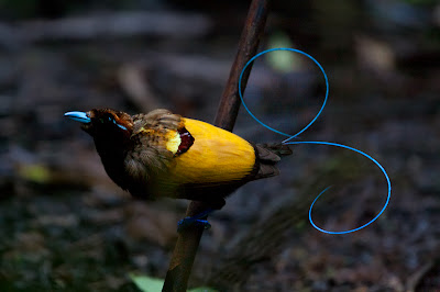 Magnificent Bird of Paradise,Cicinnurus Magnificus, Paradisaeidae Family.