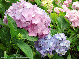 Rose Quartz & Serenity flowers