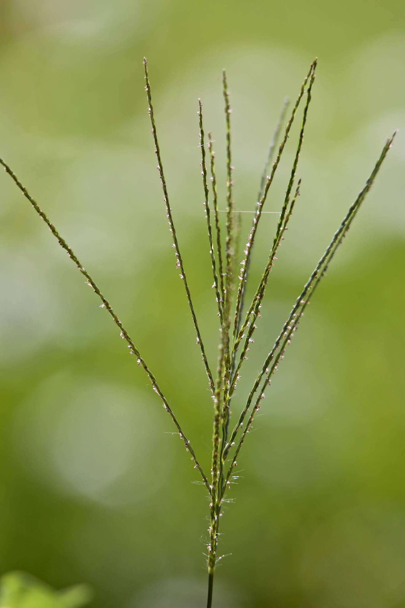 Most common Weeds and Wild flowers, and grasses with name in Karnataka,. India, high resolution free