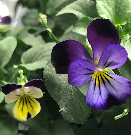 Closeup of two purple and yellow pansies