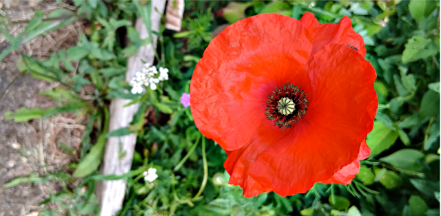 A poppy