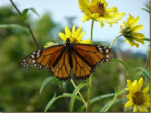 Hammonasset SP_019