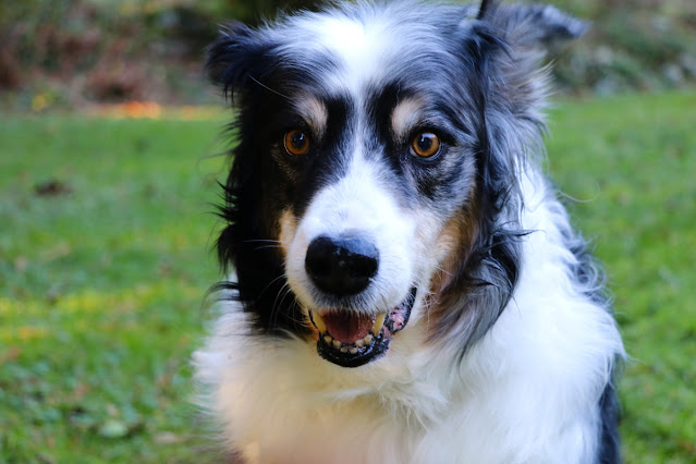 My late dog Bodger introduces The Writer's Pet series