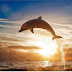 Bali Lovina Dolphin Tour