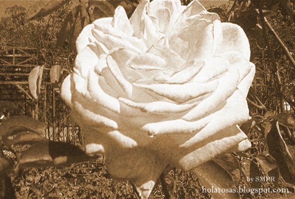  Imagenes de rosas en sepia ,  fotos de rosas naturales