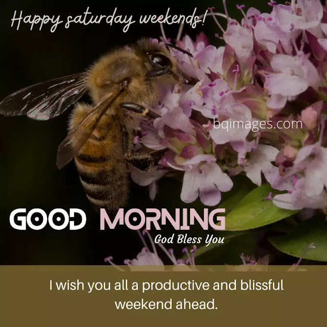 good morning Saturday wishes