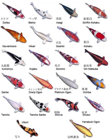 There are several types of tattoo designs in the world. types of koi fish