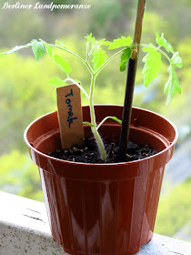 Hochbeet Mischkultur: Tomaten Jungpflanze