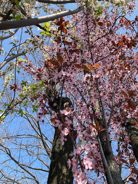 Primavera