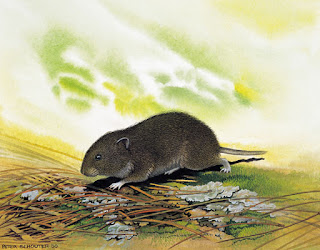 raton de Bavaria Microtus bavaricus