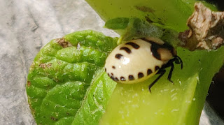 Another interesting creature on the spuds