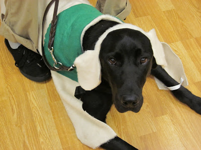 Dagan in his costume, yellow felt covering his whole body with a green felt puppy coat and a headband with yellow ears