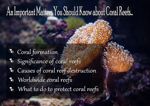 Coral Reef