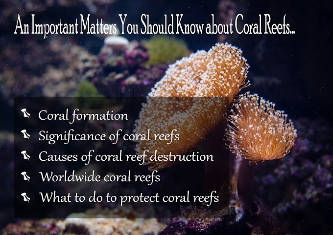 An Important Matter You Should Know about Coral Reefs