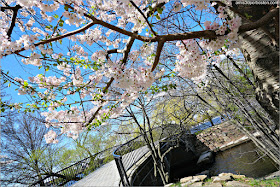 Cerezos Japoneses en Flor en la Esplanade de Boston