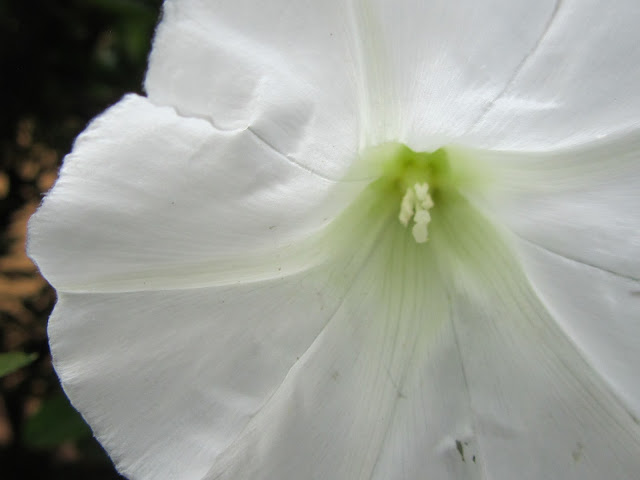 Fiore Calystegia sepium