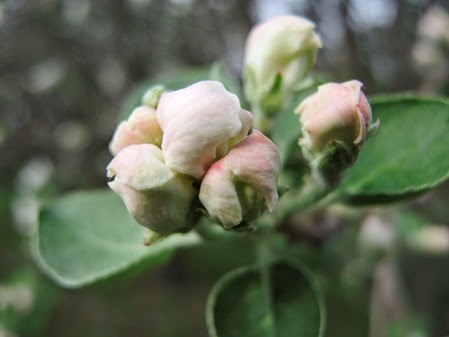 20150510_083923-apple-blossom
