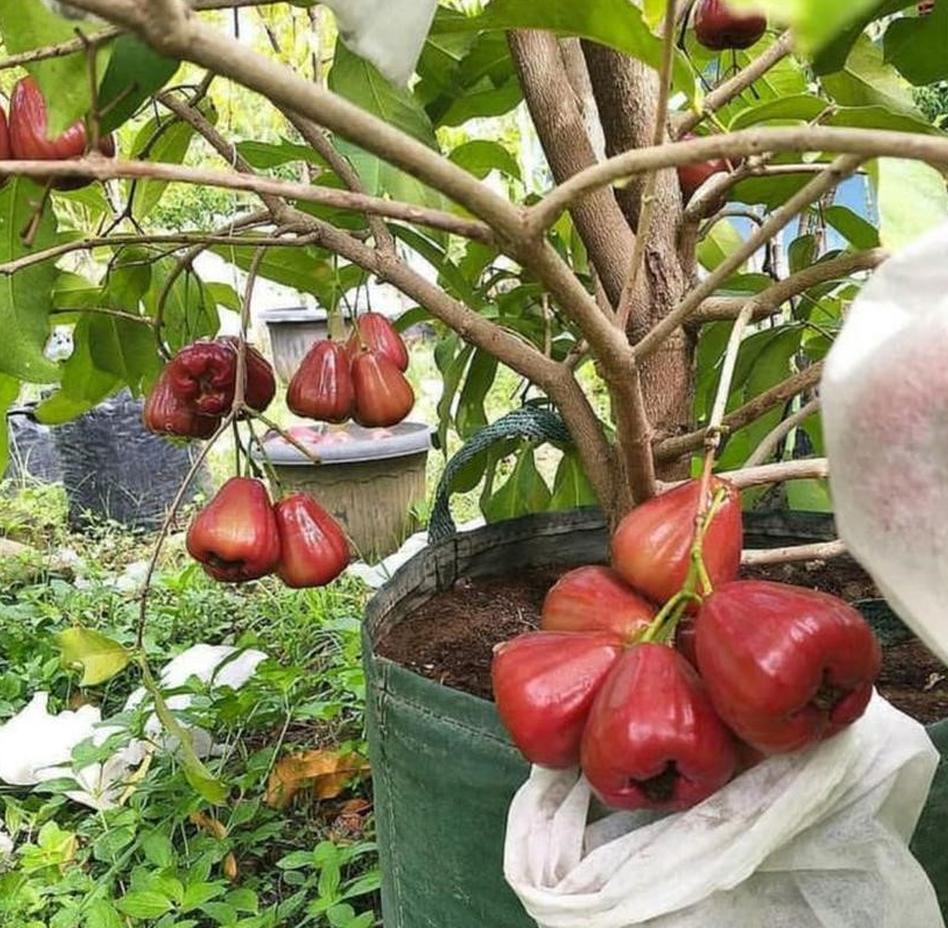 tanaman buah jambu bibit manis bisa cepat mudah cepat berbuah tambulapot Nusa Tenggara Barat