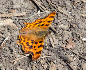 Comma butterfly, Polygonium c-album, near the Conservation Field in High Elms Country Park, 15 July 2011.