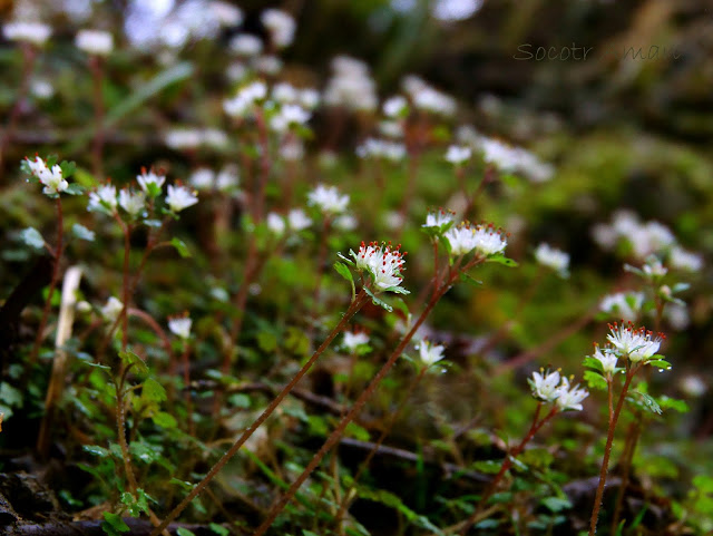 Chrysosplenium album