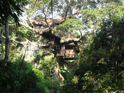 TreeHouse1