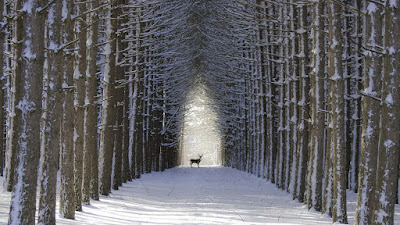 dear-animal-enjoing-winter-season