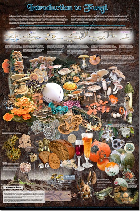 fungi_lg