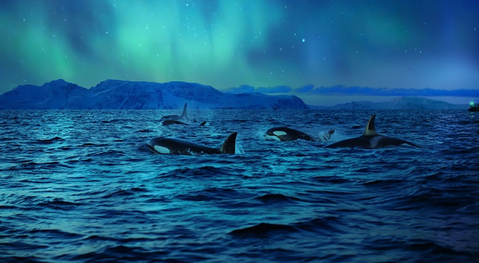 Orca Uprising The History of Orca Captivity