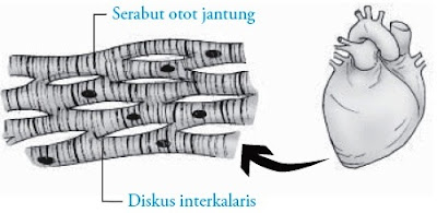 Otot jantung pada dinding jantung