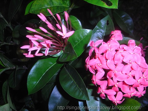 Pink Izora Flowers